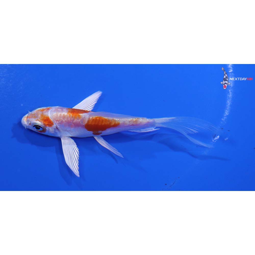 3.5” Imported Kikusui Butterfly Koi