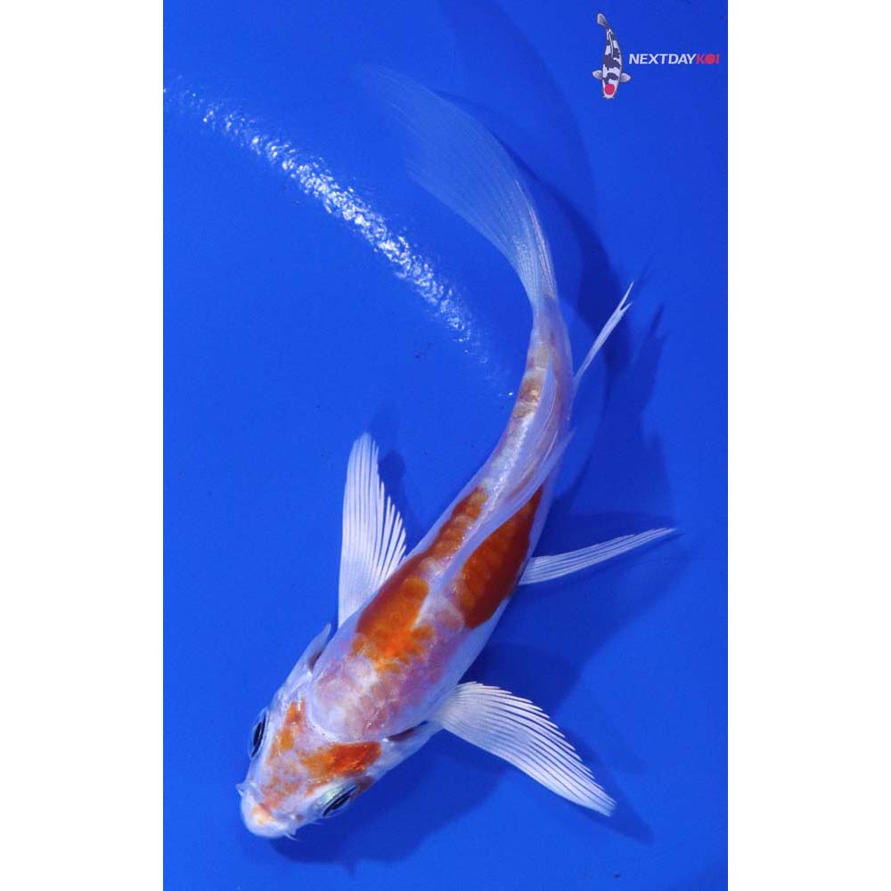 3.5” Imported Kikusui Butterfly Koi
