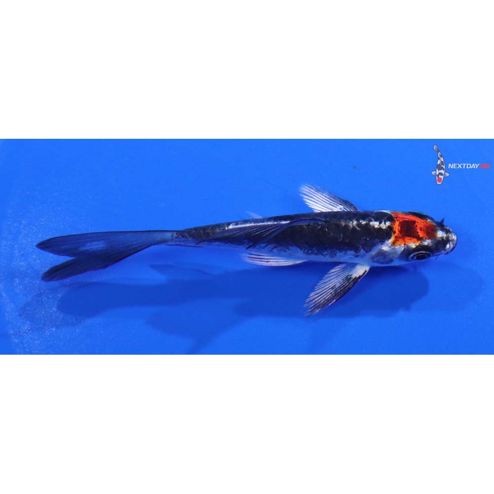 3.5” Imported Kin Kikokuryu Butterfly Koi