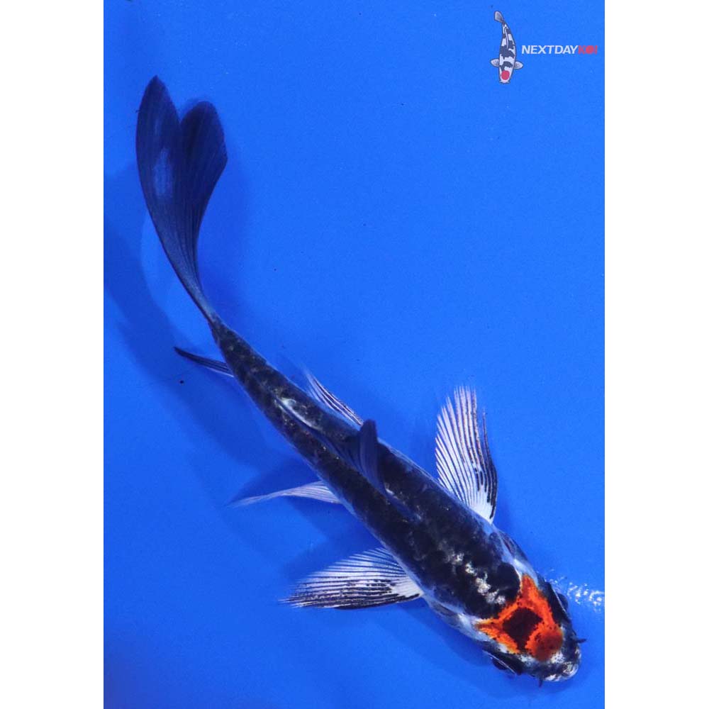 3.5” Imported Kin Kikokuryu Butterfly Koi