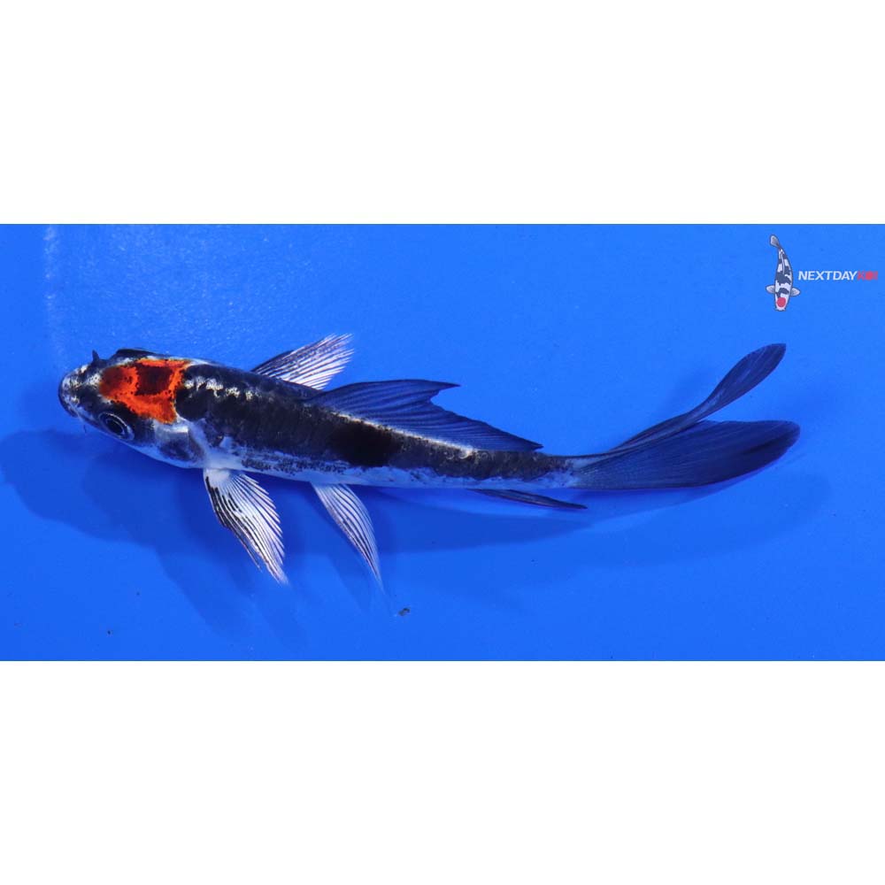 3.5” Imported Kin Kikokuryu Butterfly Koi