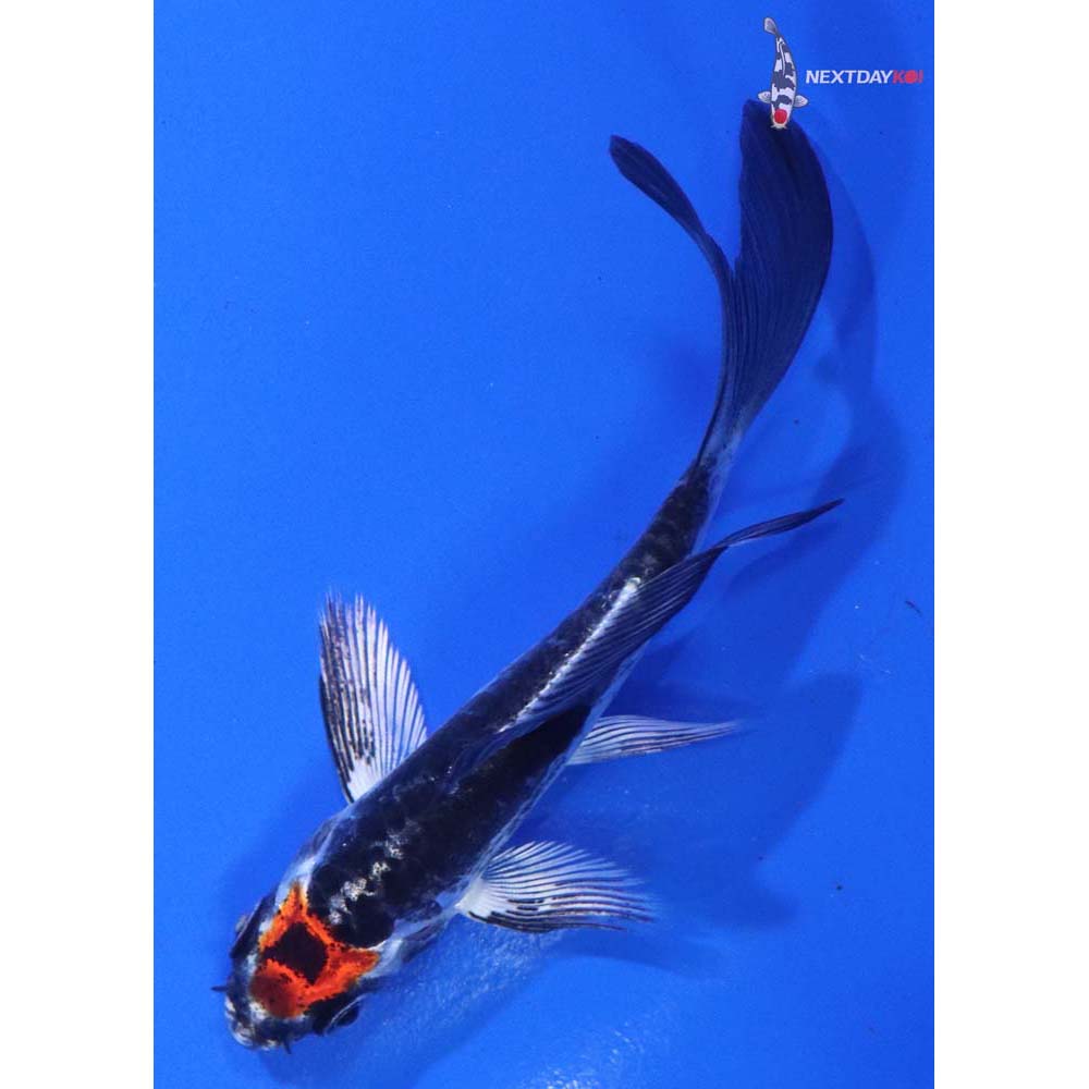 3.5” Imported Kin Kikokuryu Butterfly Koi