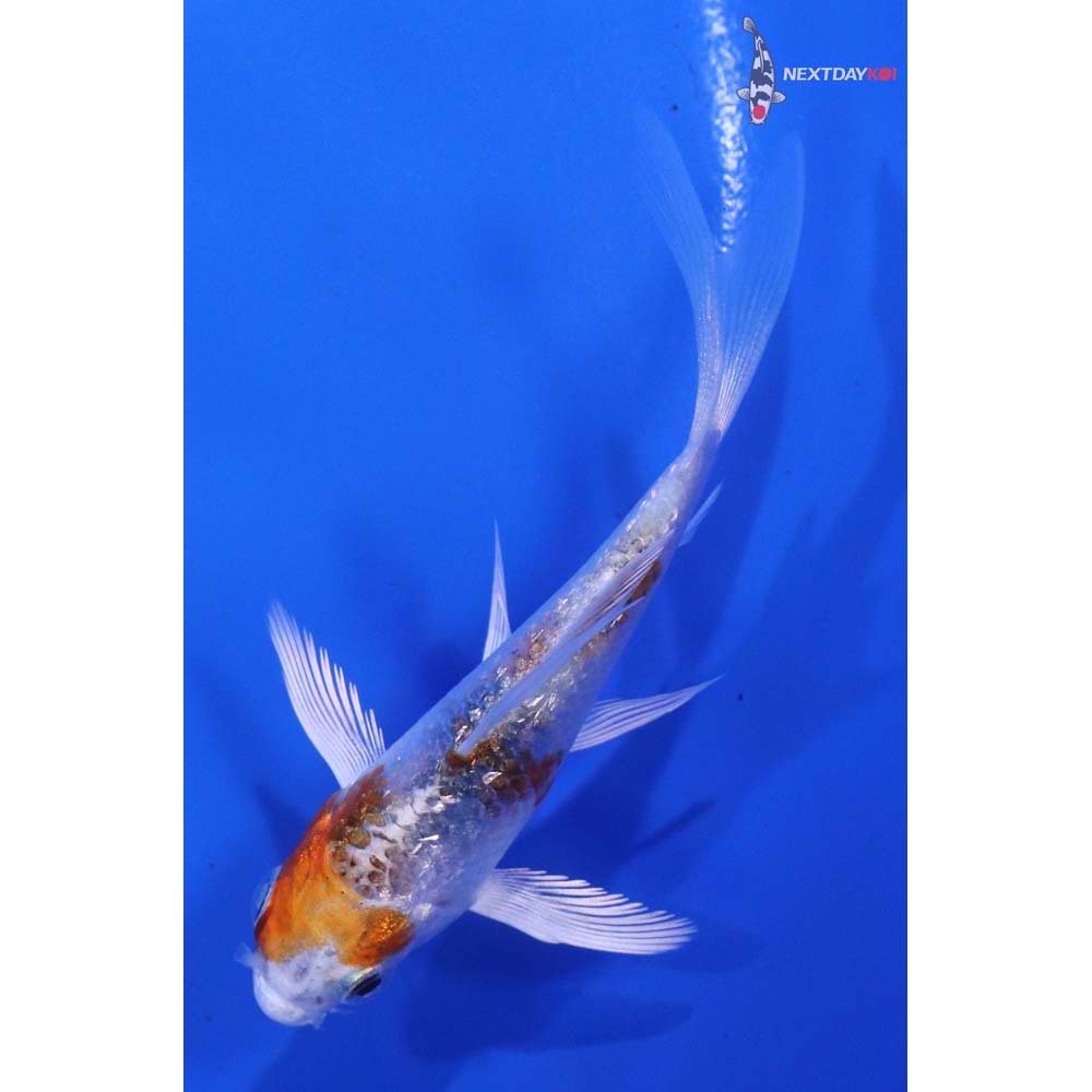 3.5” Imported Yamato Nishiki Butterfly Koi