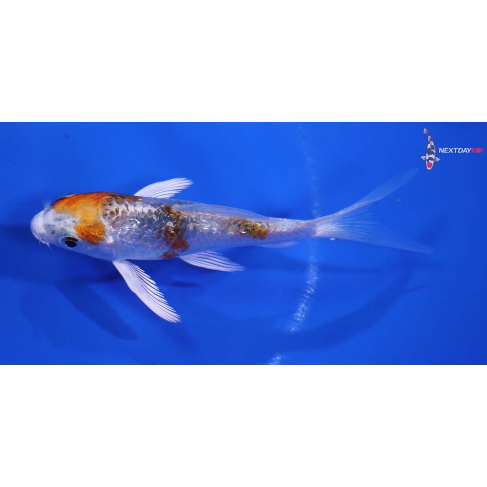 3.5” Imported Yamato Nishiki Butterfly Koi