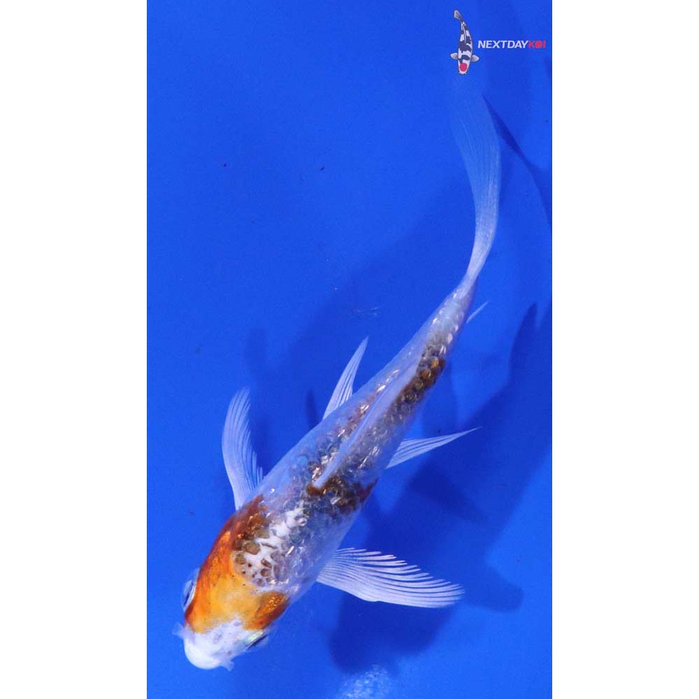 3.5” Imported Yamato Nishiki Butterfly Koi