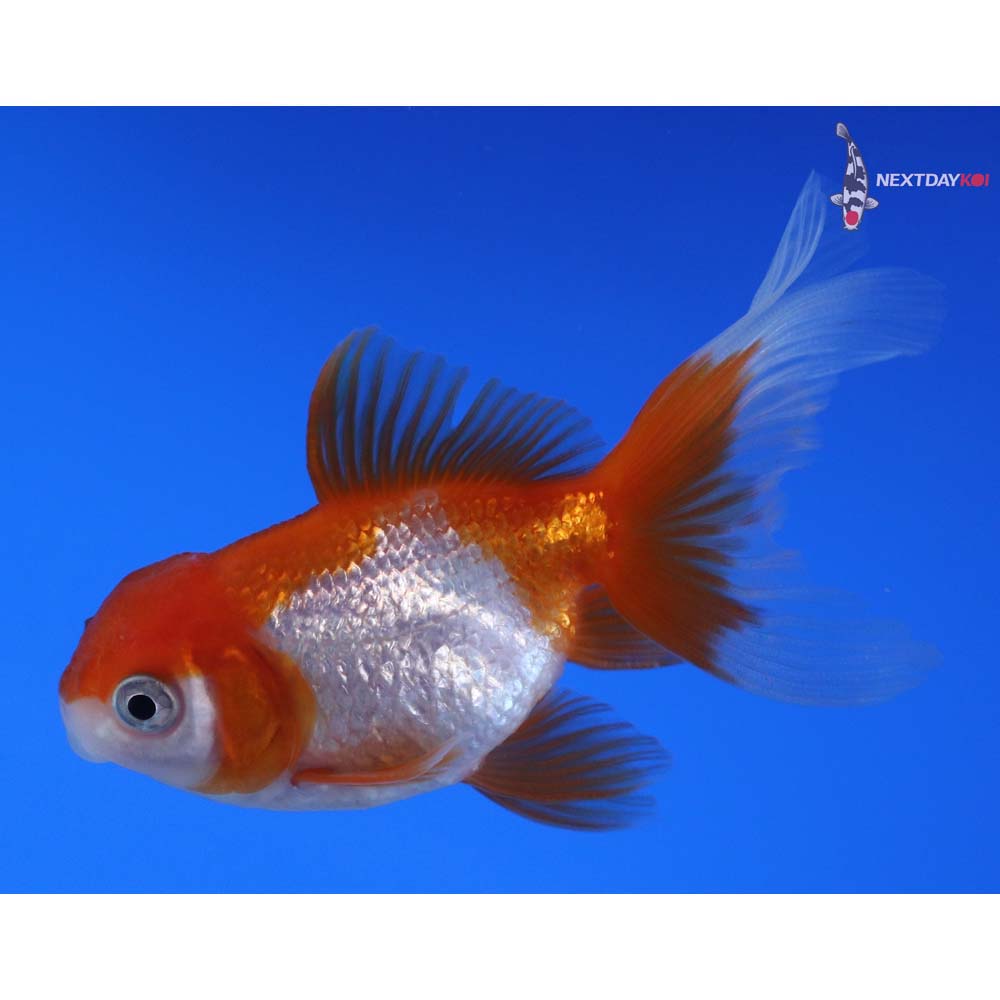 2.5” Imported Red and White Oranda