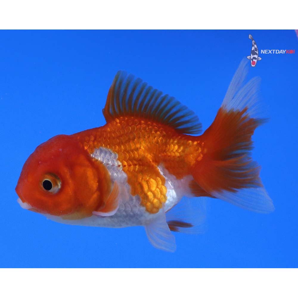 2.5” Imported Red and White Oranda