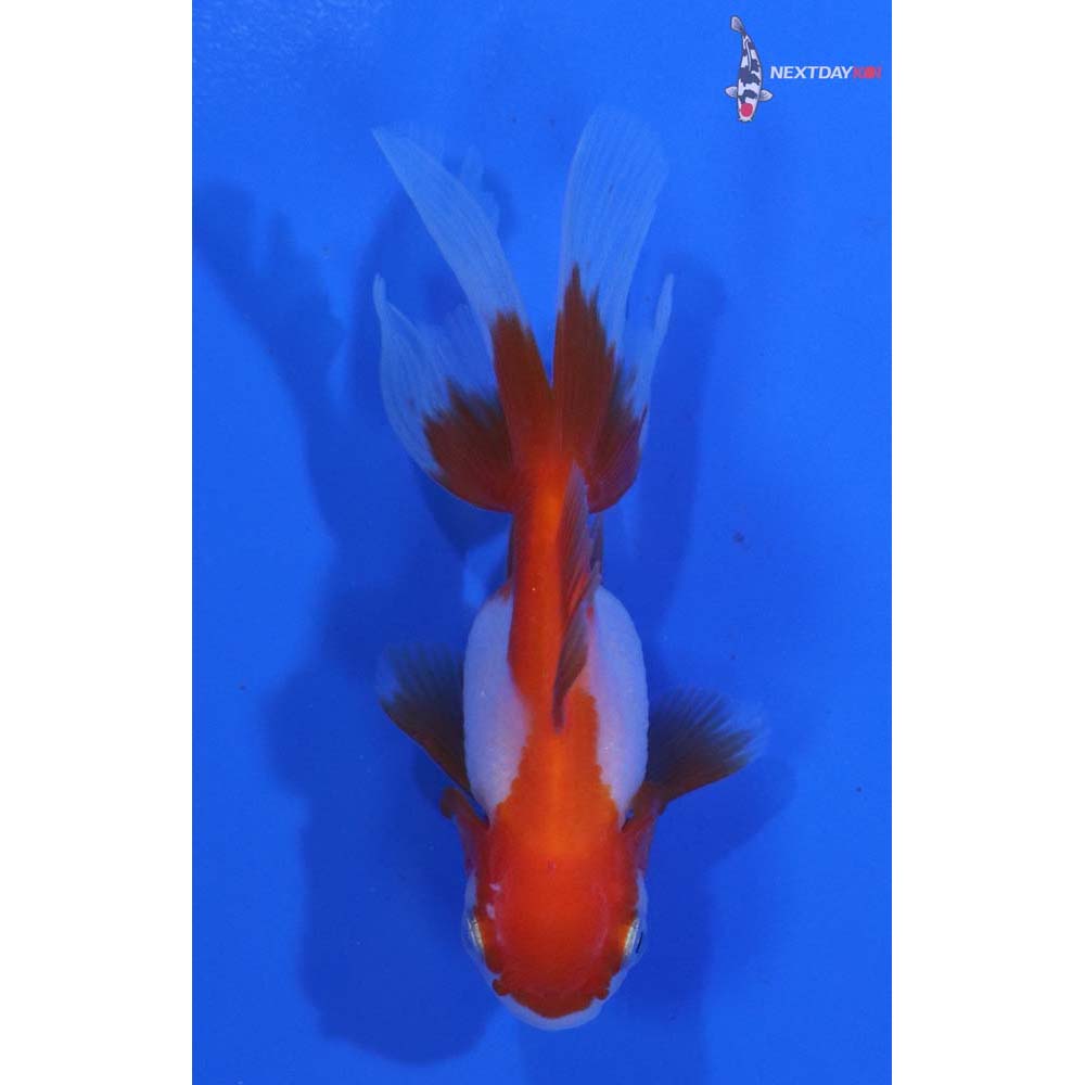 2.5” Imported Red and White Oranda