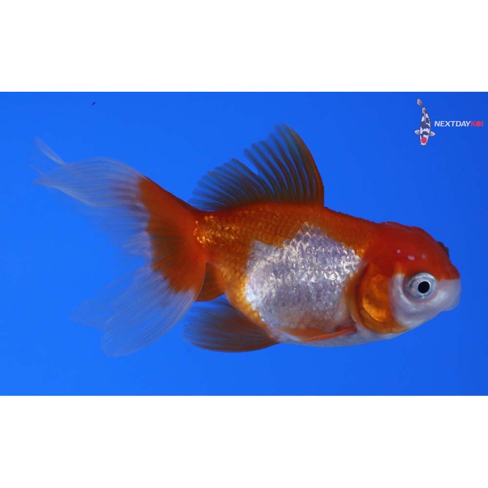 2.5” Imported Red and White Oranda