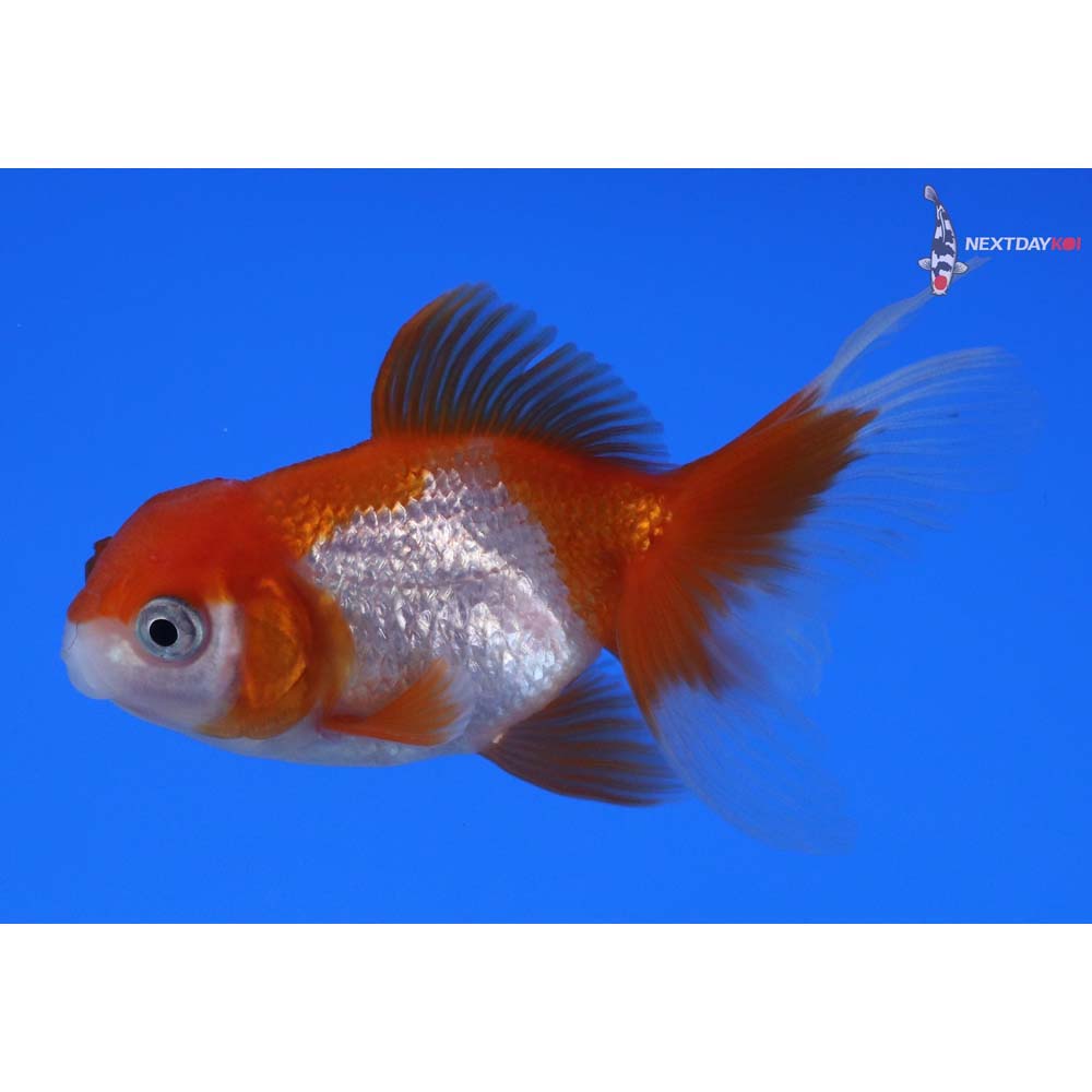 2.5” Imported Red and White Oranda