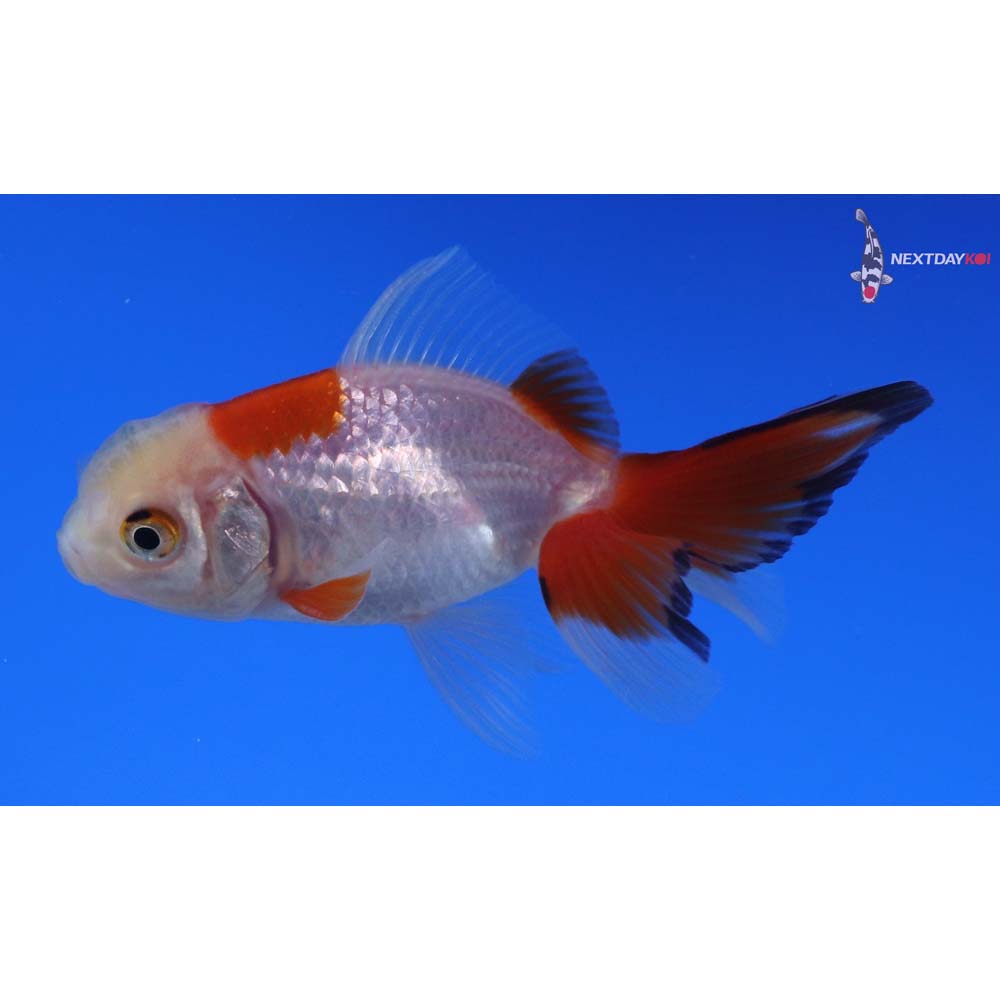 2.5” Imported Red and White Oranda