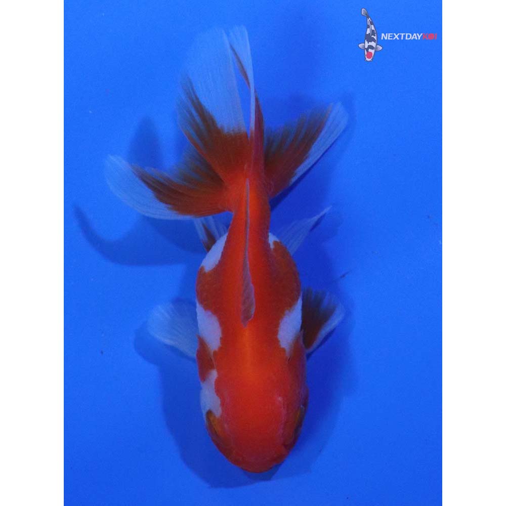 2.5” Imported Red and White Oranda