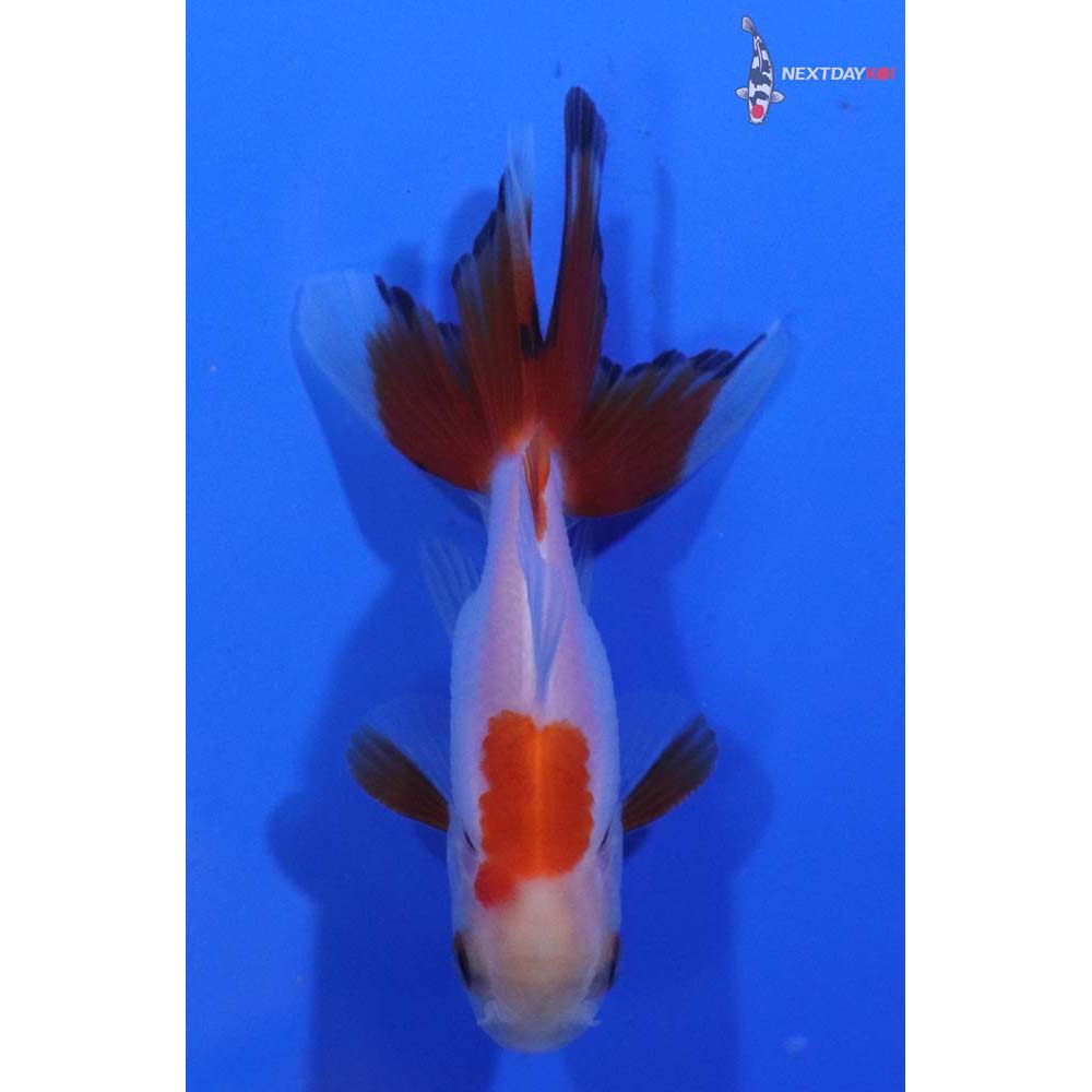 2.5” Imported Red and White Oranda