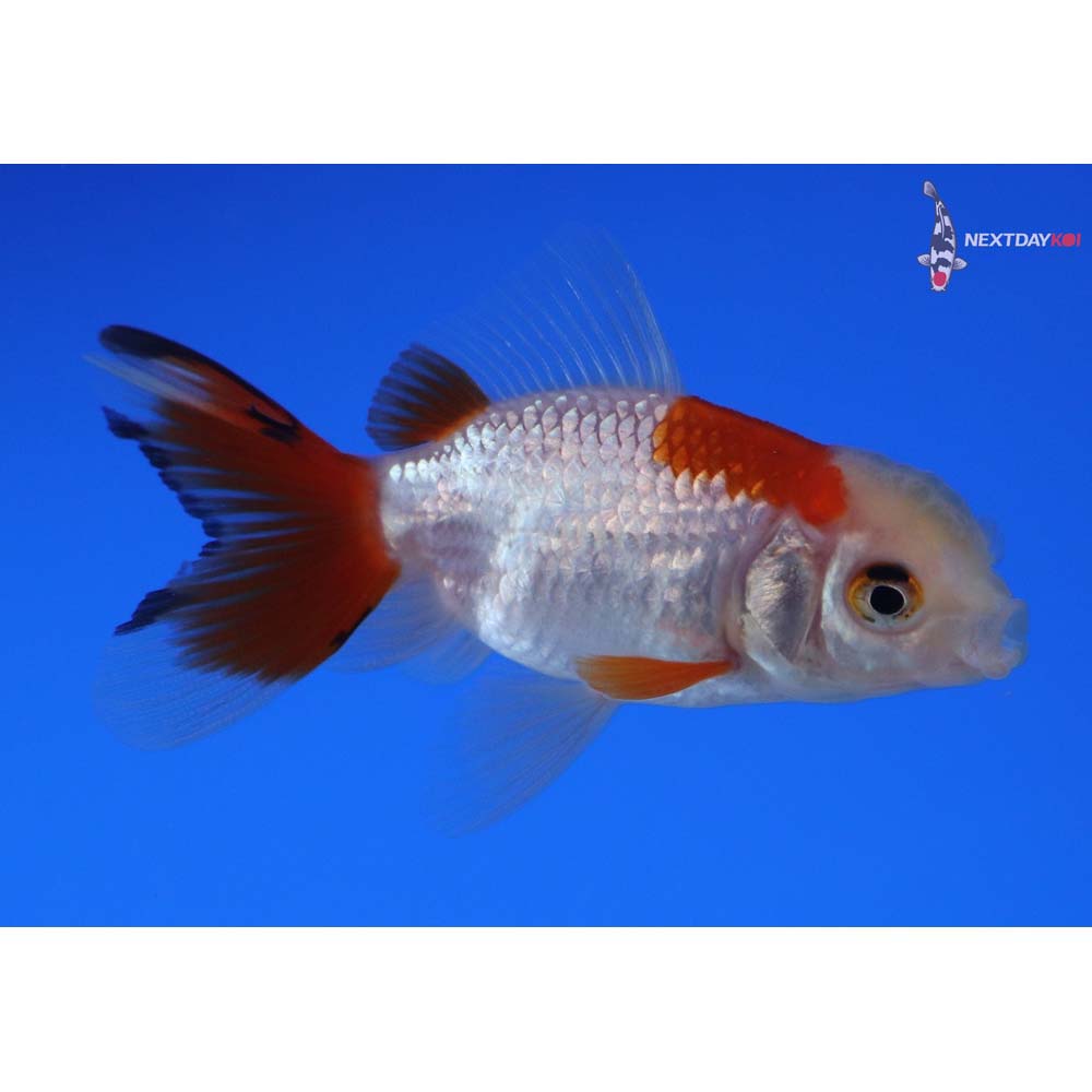 2.5” Imported Red and White Oranda