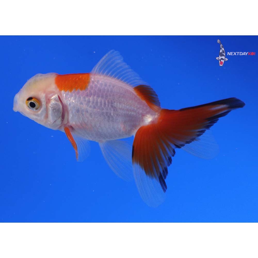 2.5” Imported Red and White Oranda