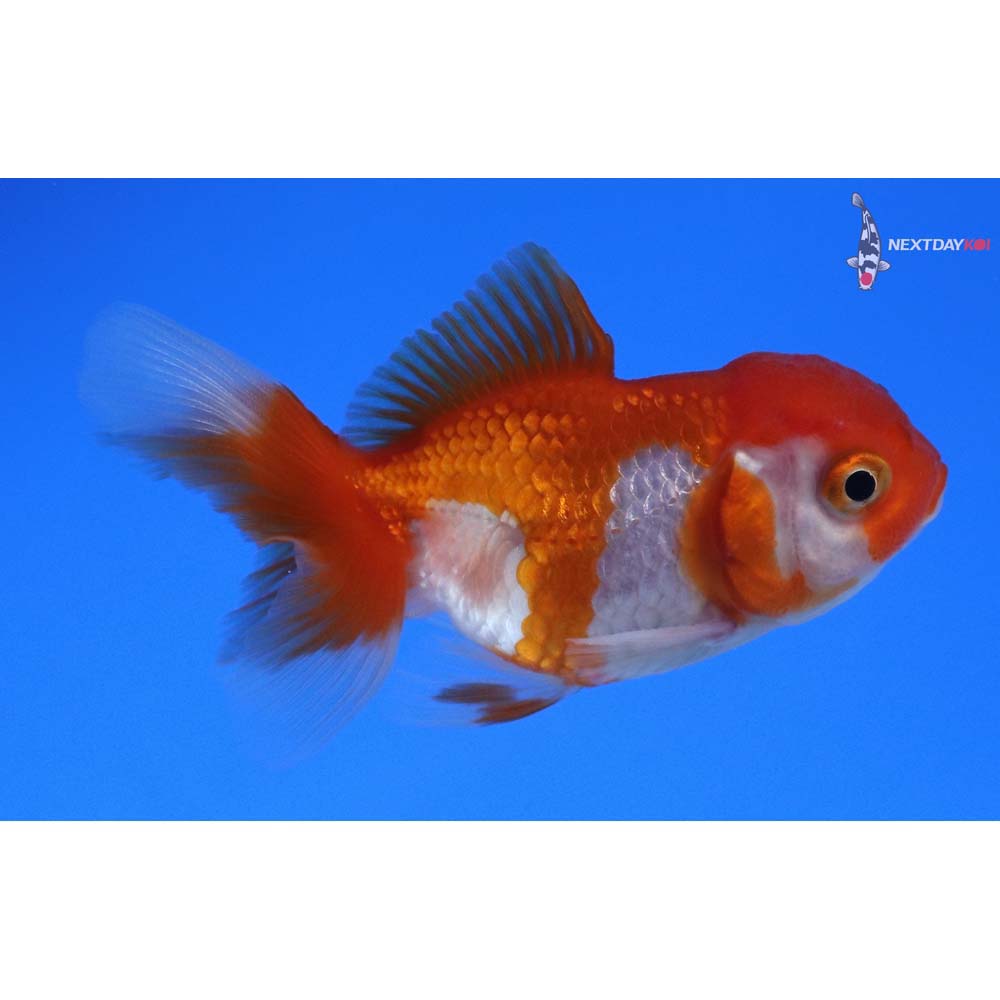 2.5” Imported Red and White Oranda