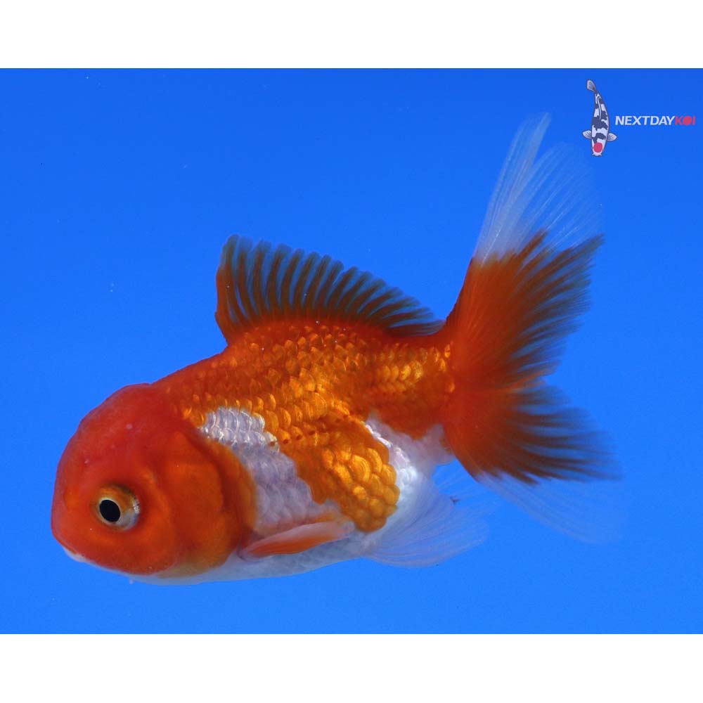 2.5” Imported Red and White Oranda