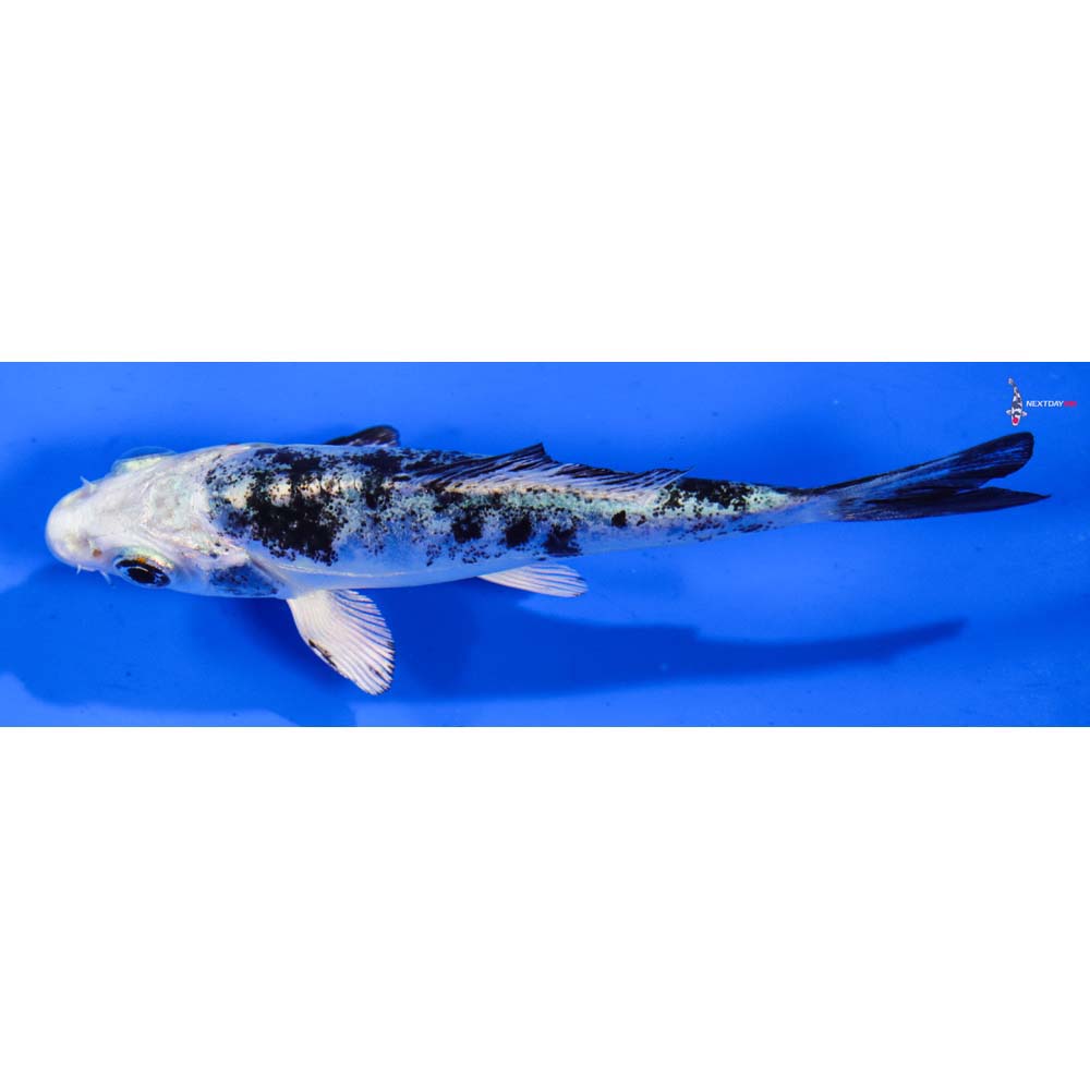 4” Imported Doitsu Gin Shiro Bekko