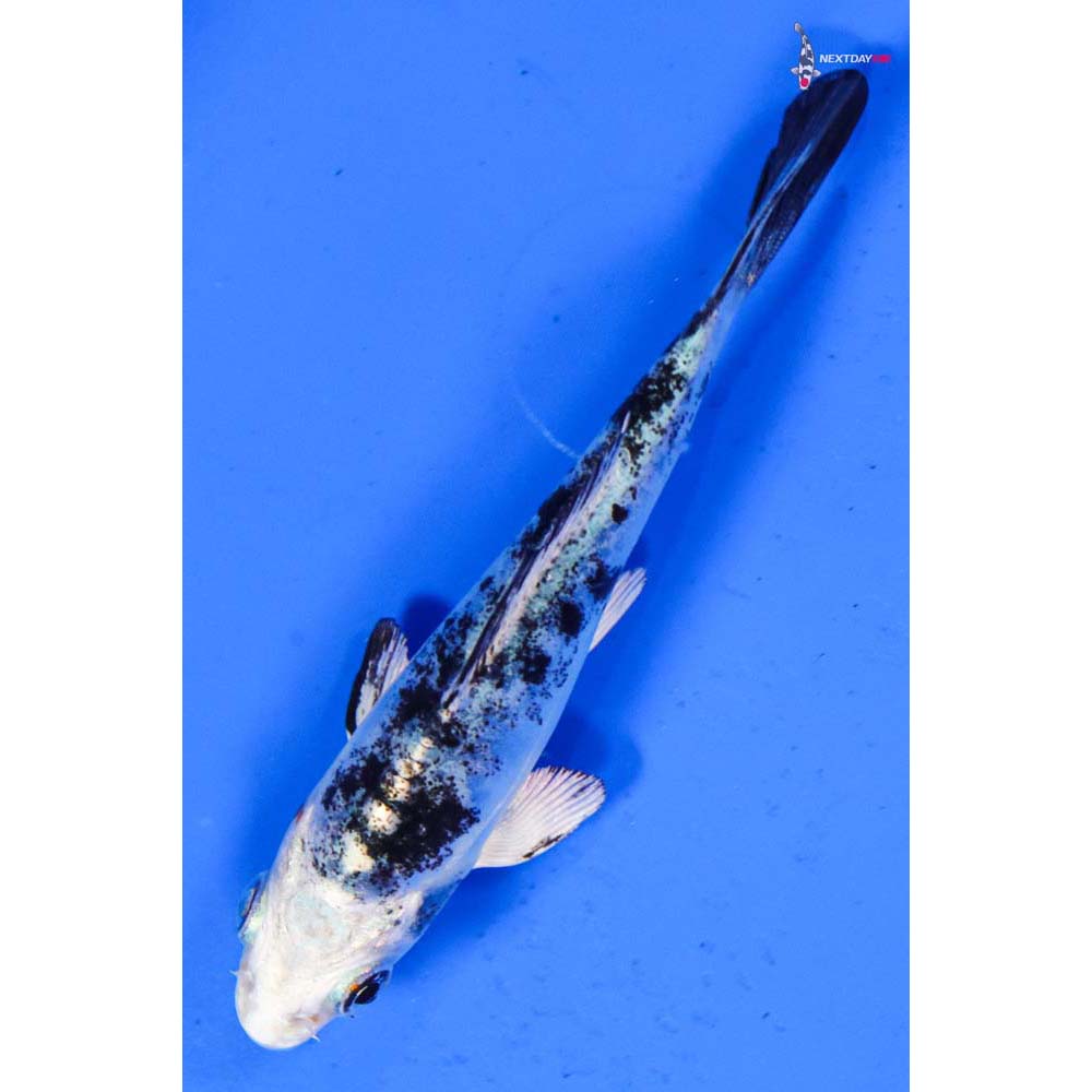 4” Imported Doitsu Gin Shiro Bekko