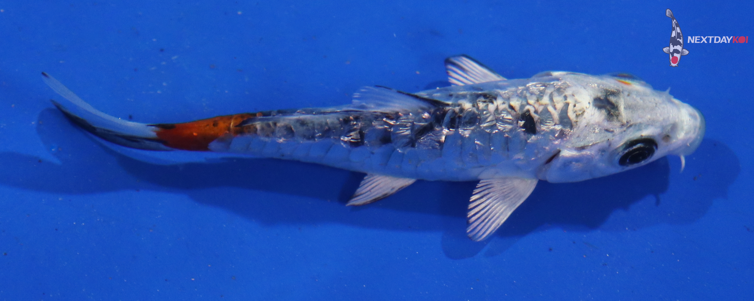 3.5” Imported Armored Scale Yamato Nishiki