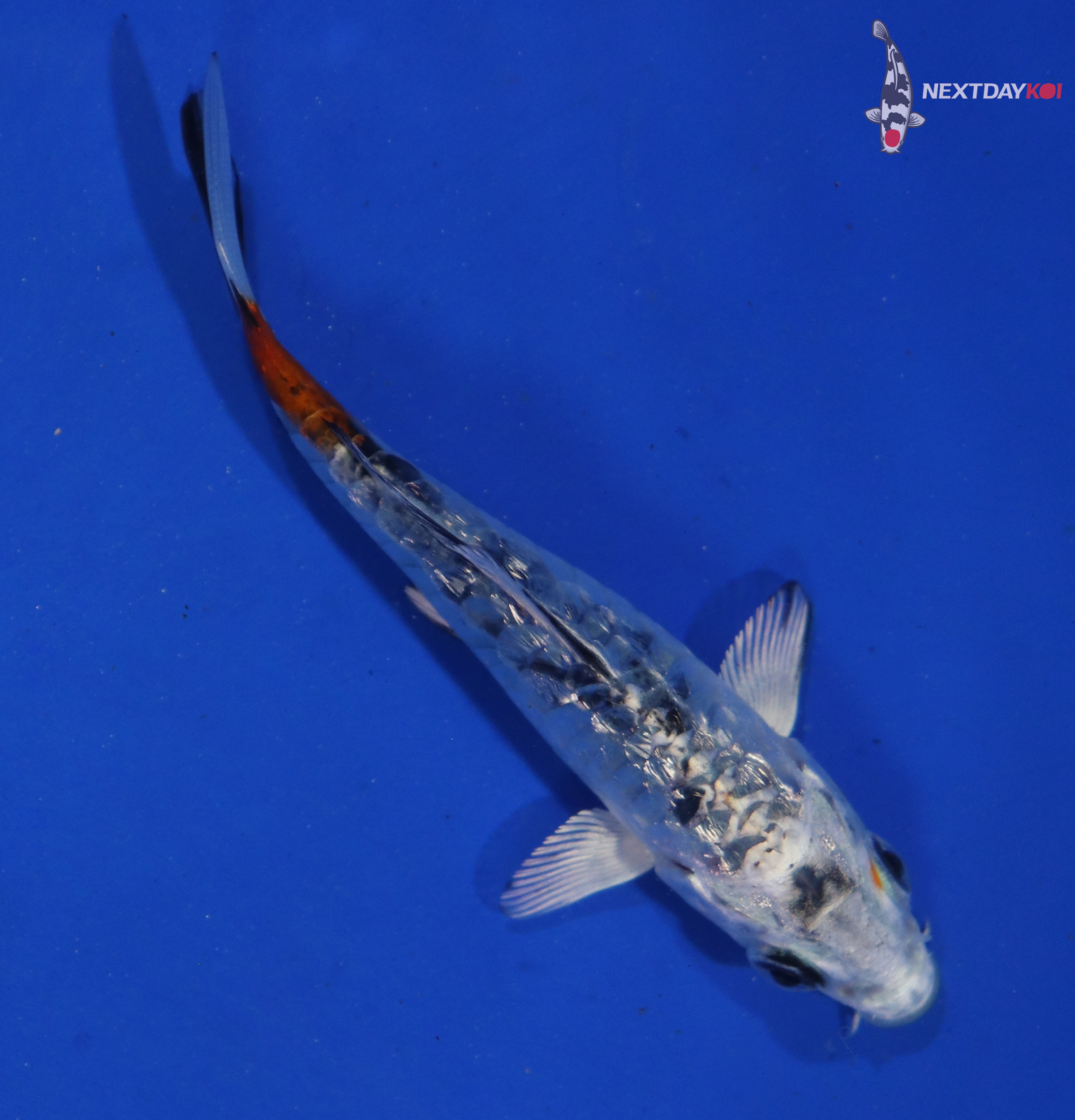 3.5” Imported Armored Scale Yamato Nishiki