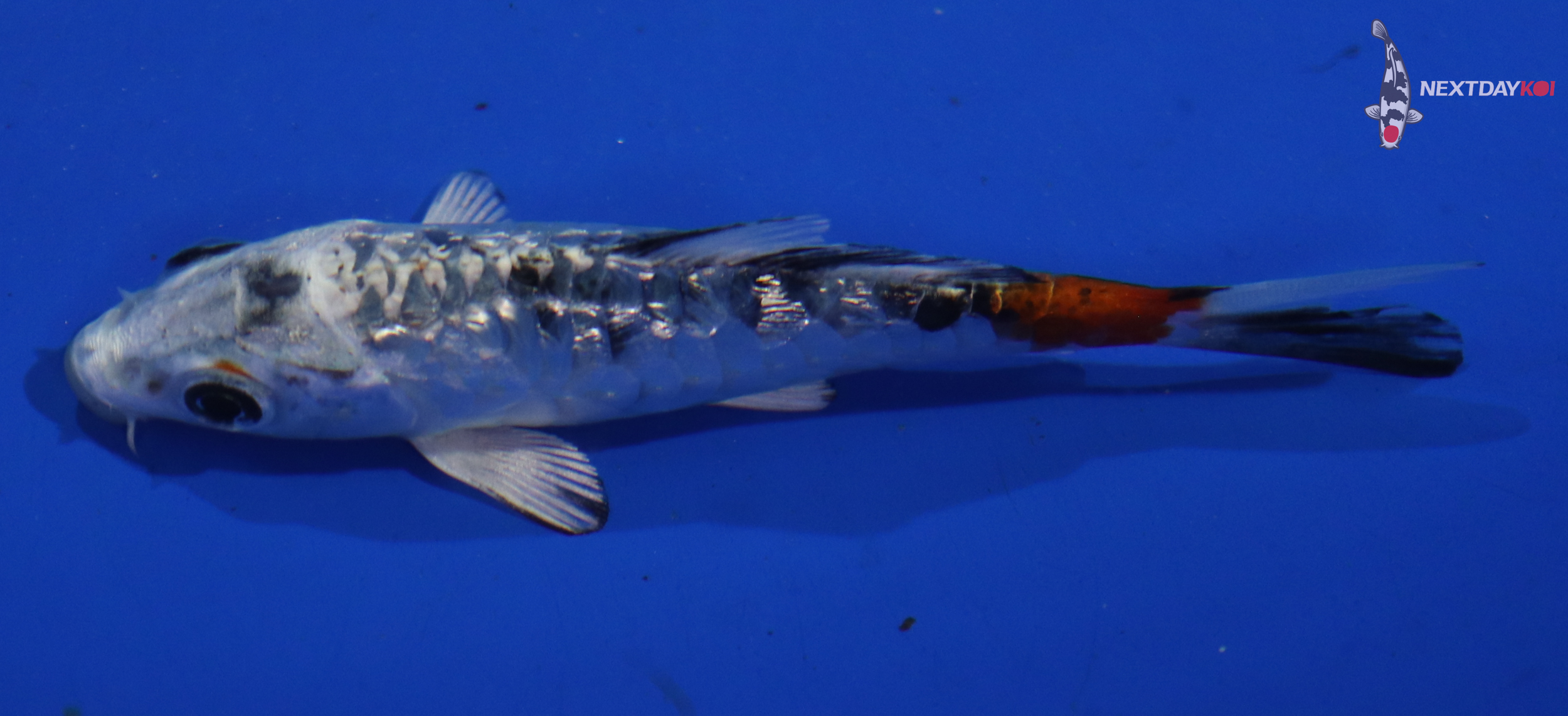 3.5” Imported Armored Scale Yamato Nishiki