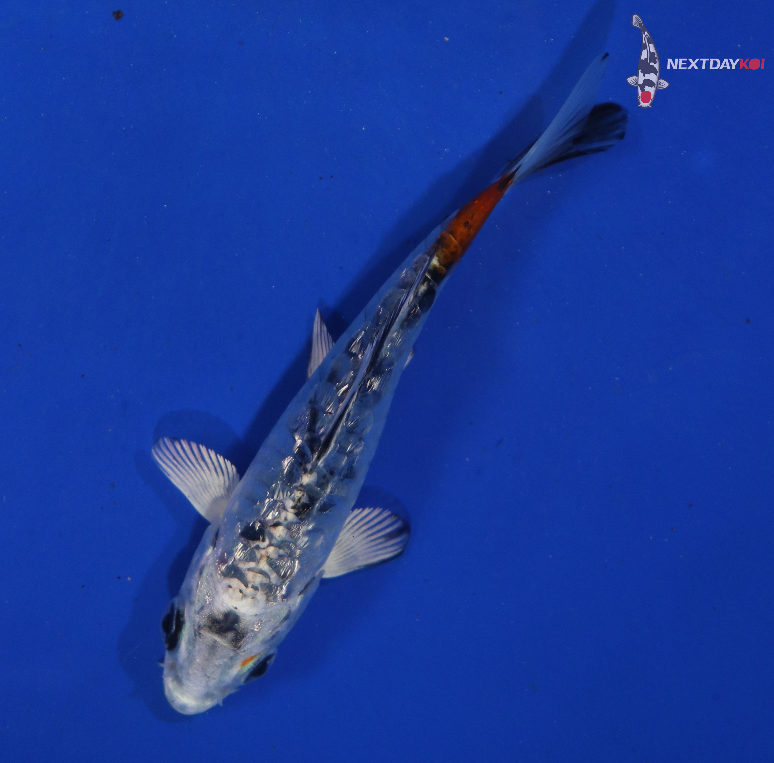 3.5” Imported Armored Scale Yamato Nishiki