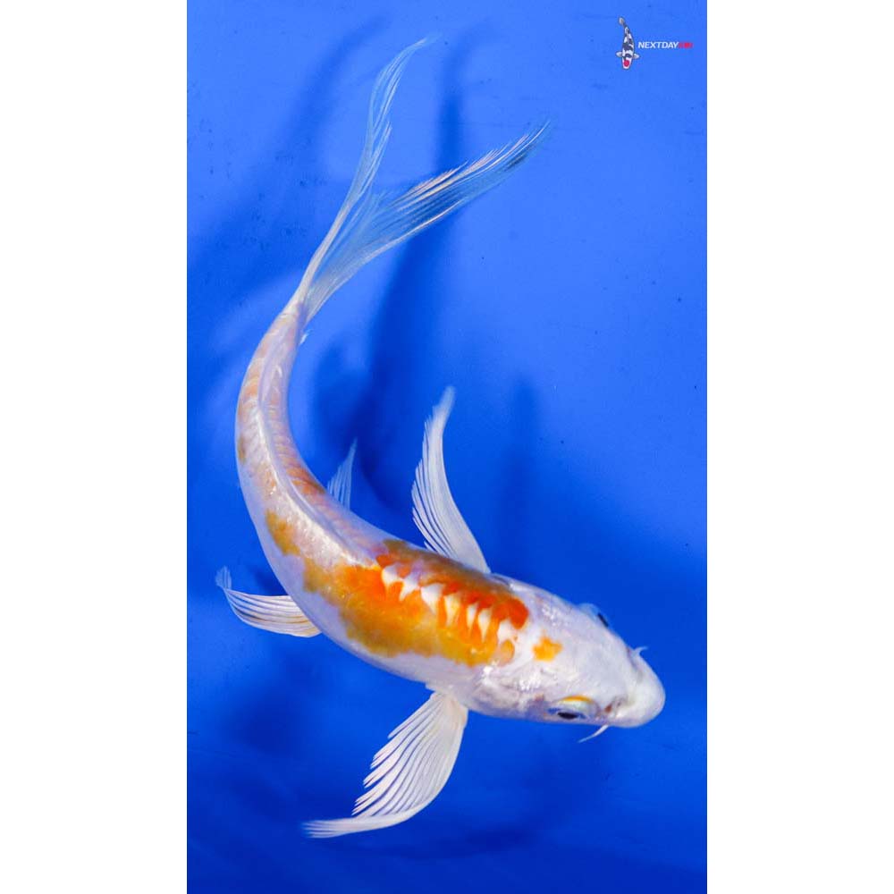 5.5” Imported Kikusui Butterfly Koi