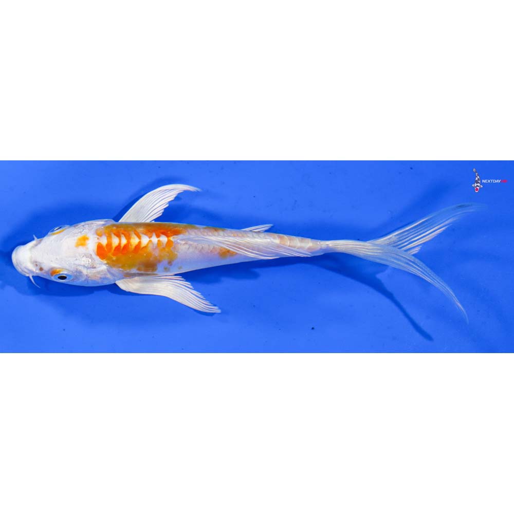 5.5” Imported Kikusui Butterfly Koi