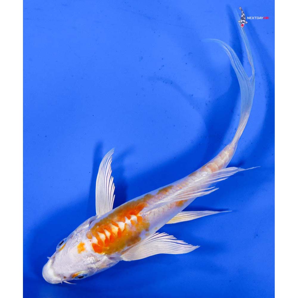 5.5” Imported Kikusui Butterfly Koi