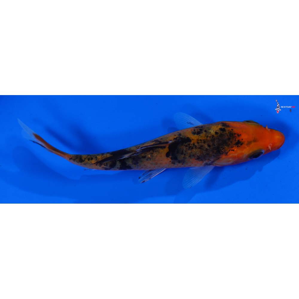 4” Imported Aka Bekko