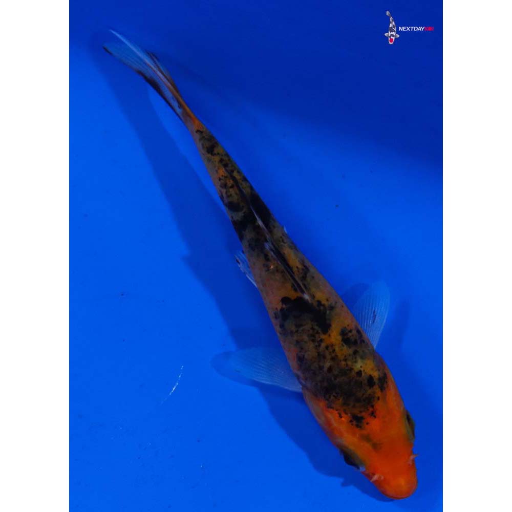 4” Imported Aka Bekko