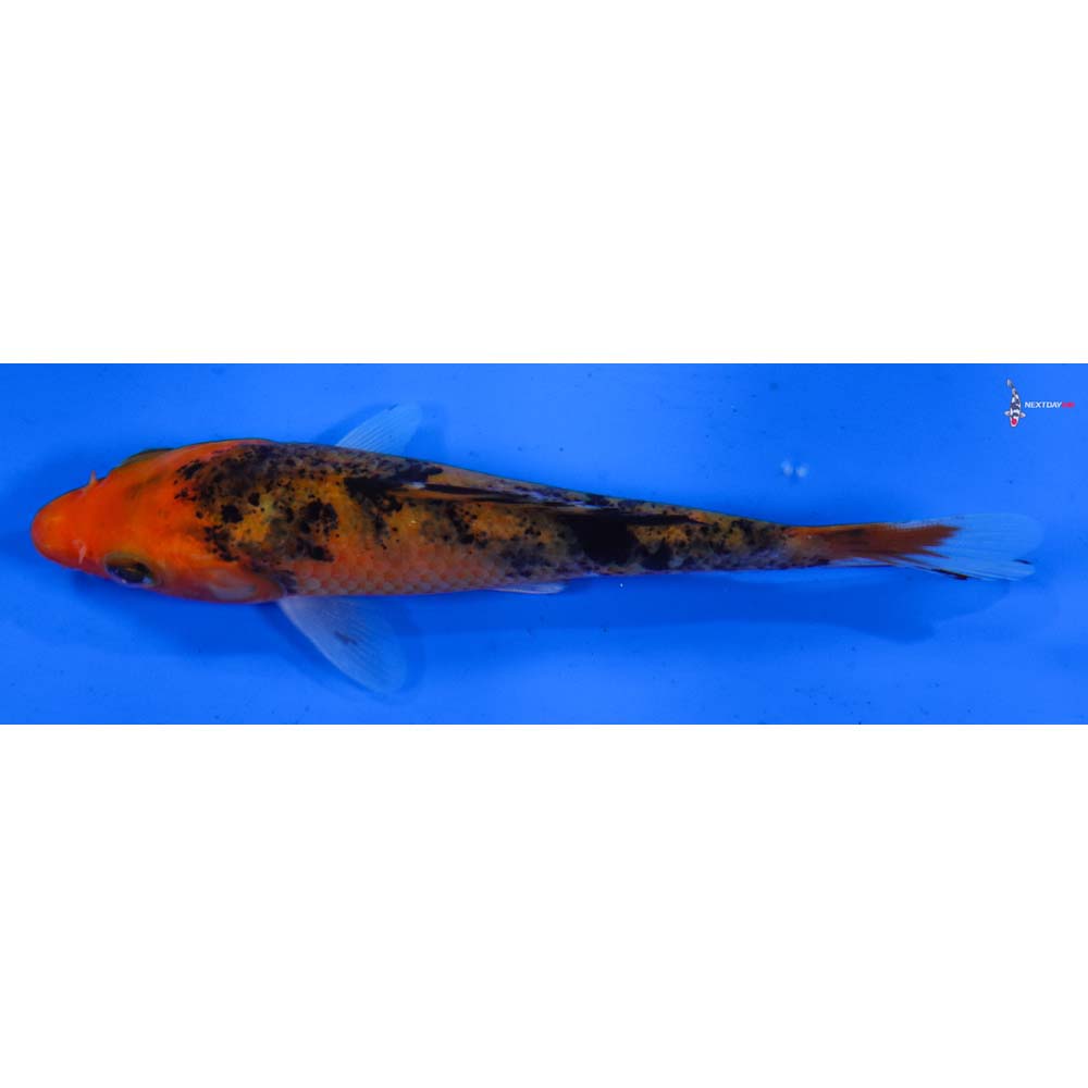 4” Imported Aka Bekko