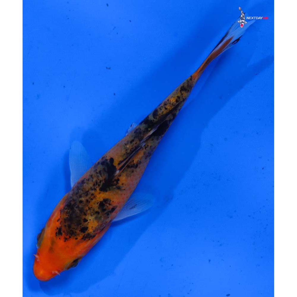 4” Imported Aka Bekko