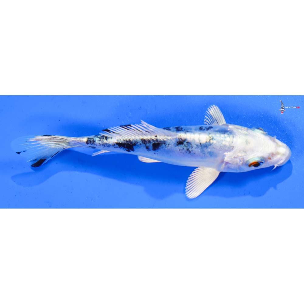 4” Imported Doitsu Gin Shiro Bekko