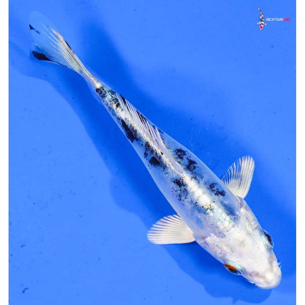 4” Imported Doitsu Gin Shiro Bekko