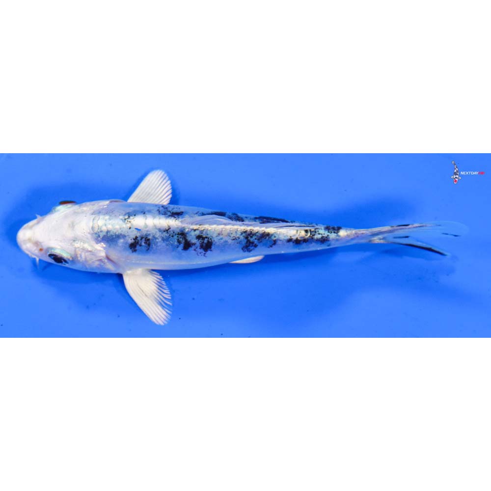 4” Imported Doitsu Gin Shiro Bekko