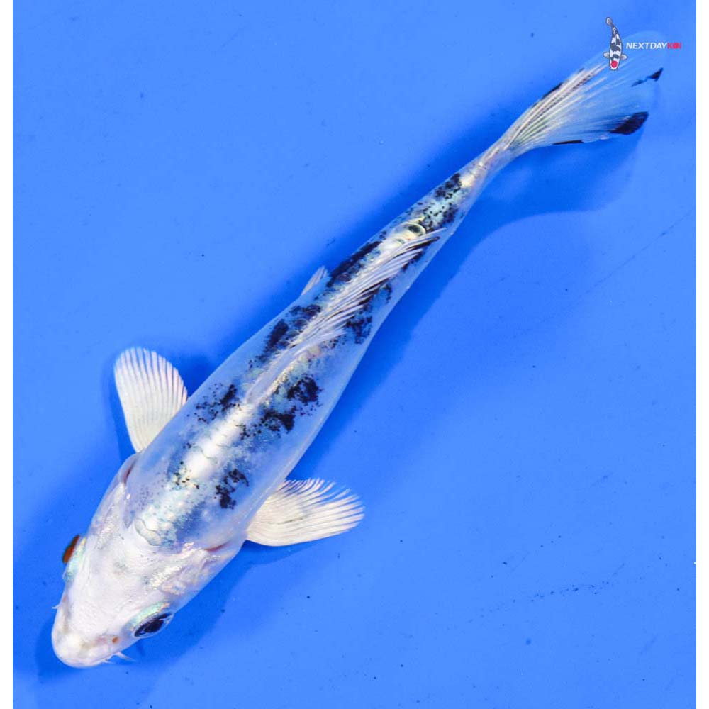4” Imported Doitsu Gin Shiro Bekko