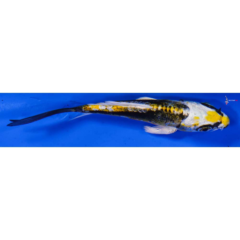 3.5” Imported Kin Kikokuryu Butterfly Koi