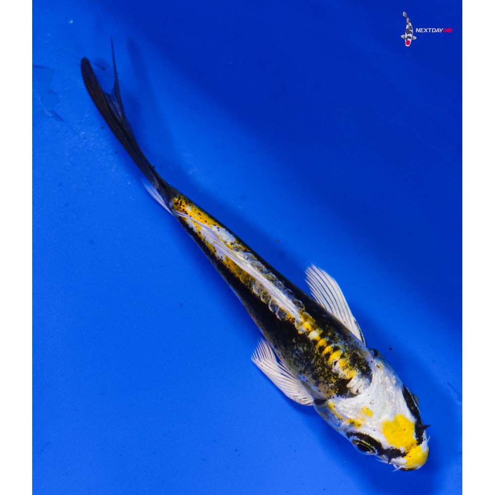3.5” Imported Kin Kikokuryu Butterfly Koi