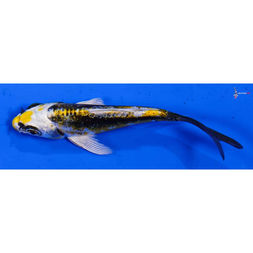 3.5” Imported Kin Kikokuryu Butterfly Koi