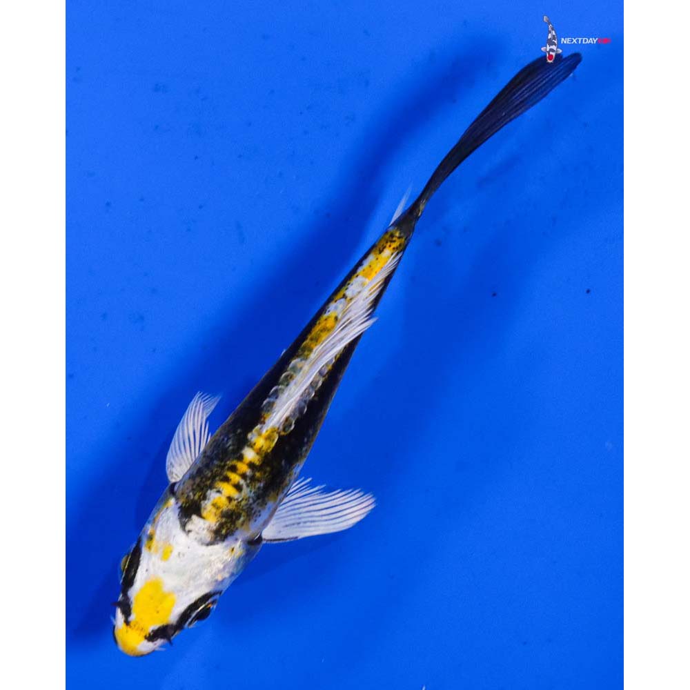 3.5” Imported Kin Kikokuryu Butterfly Koi