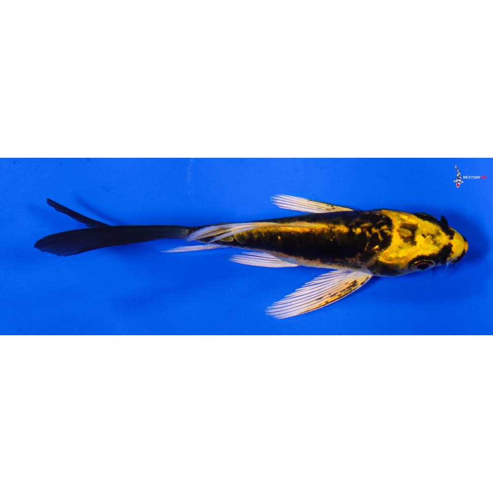 3.5” Imported Kin Kikokuryu Butterfly Koi