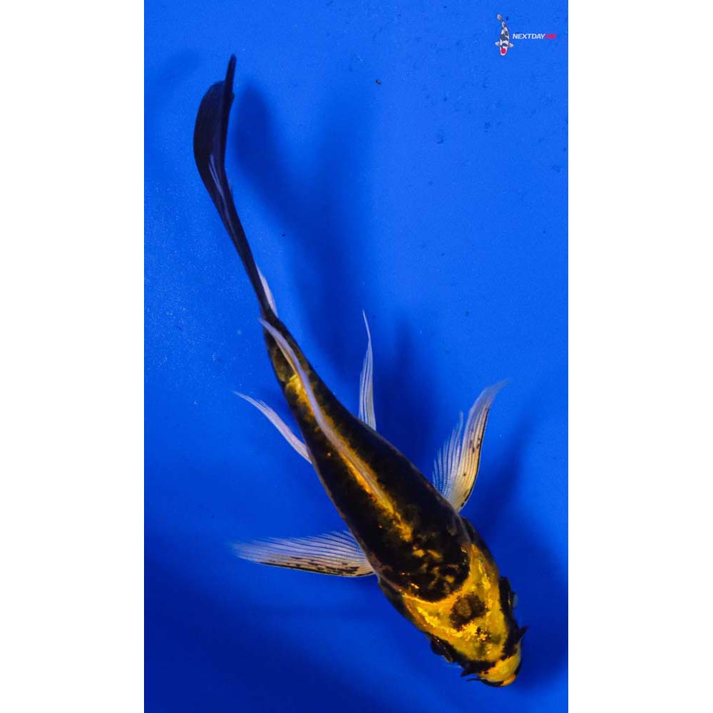 3.5” Imported Kin Kikokuryu Butterfly Koi
