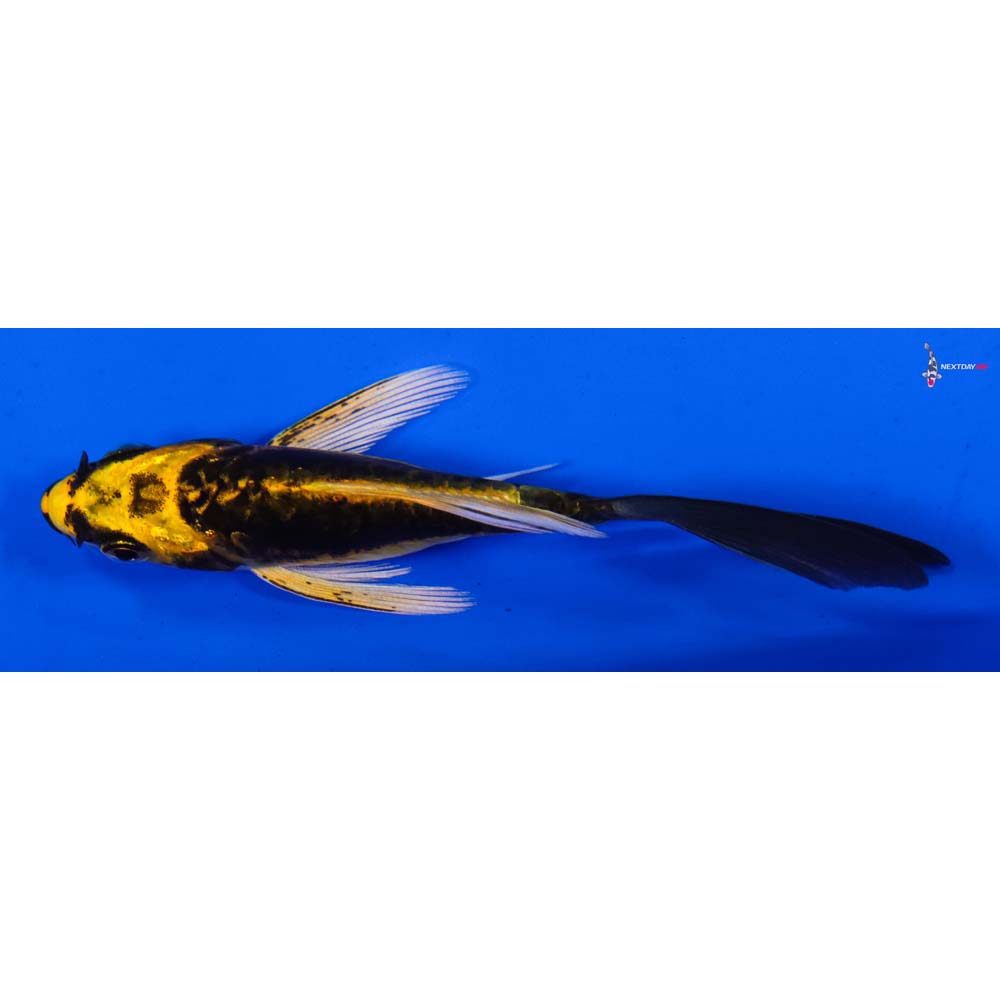 3.5” Imported Kin Kikokuryu Butterfly Koi