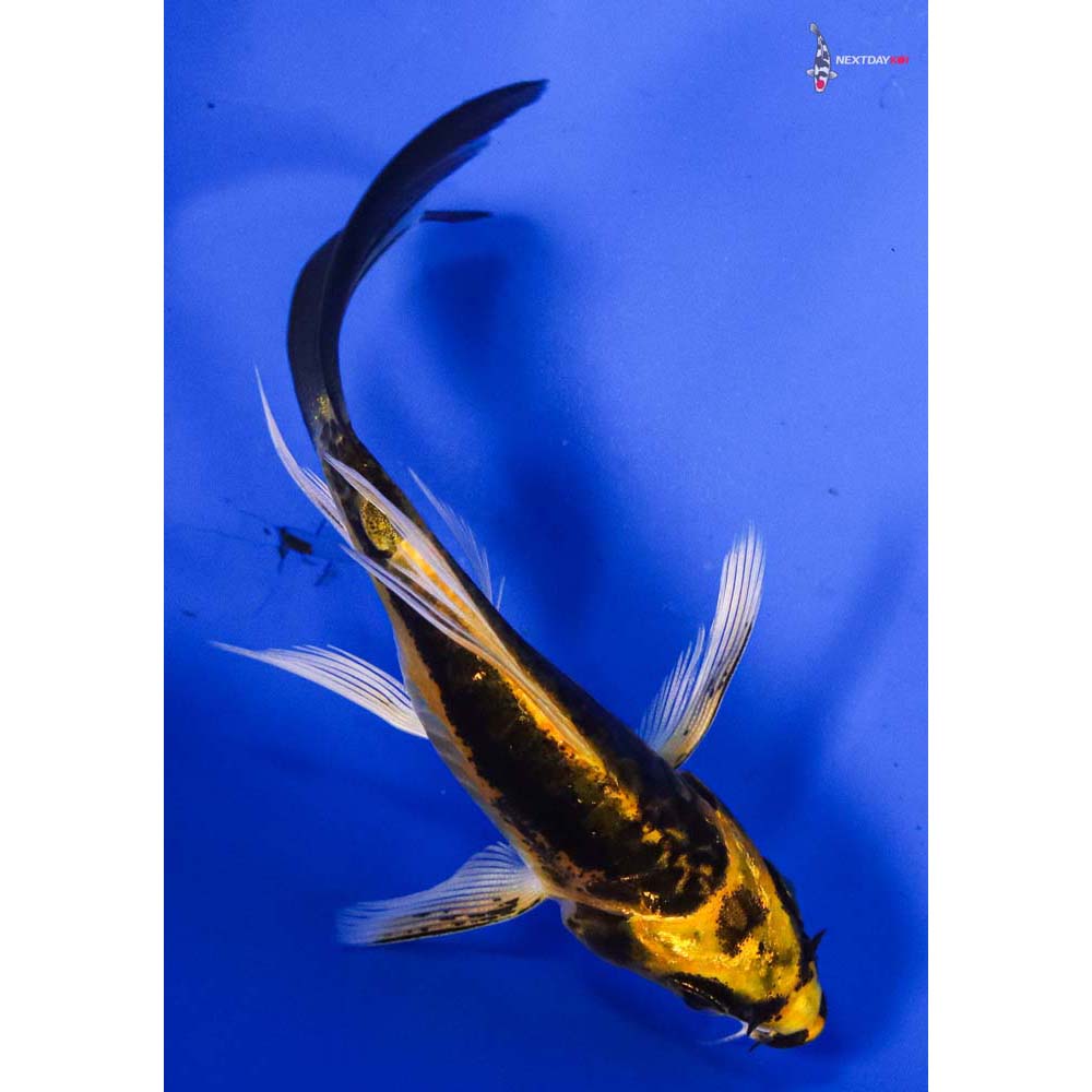 3.5” Imported Kin Kikokuryu Butterfly Koi