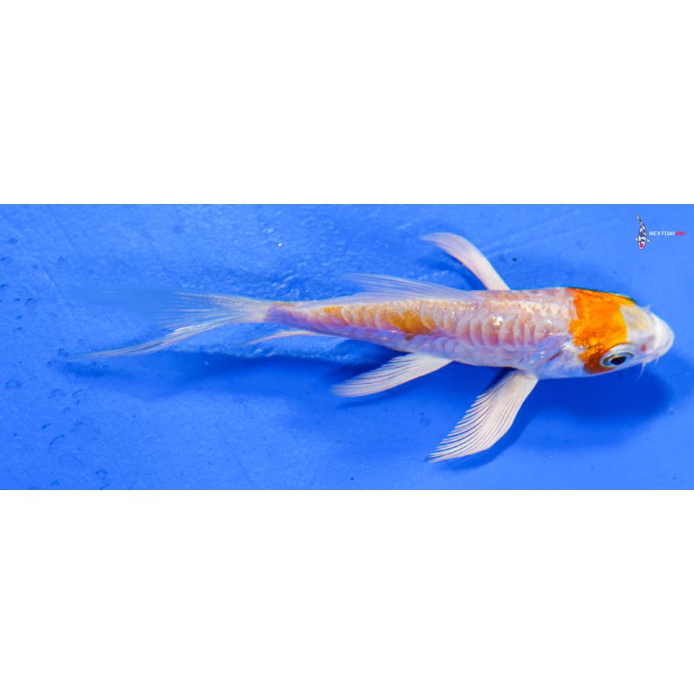 3.5” Imported Armor Scaled Hariwake Butterfly Koi