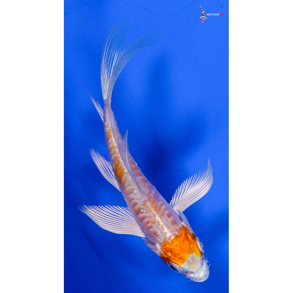 3.5” Imported Armor Scaled Hariwake Butterfly Koi