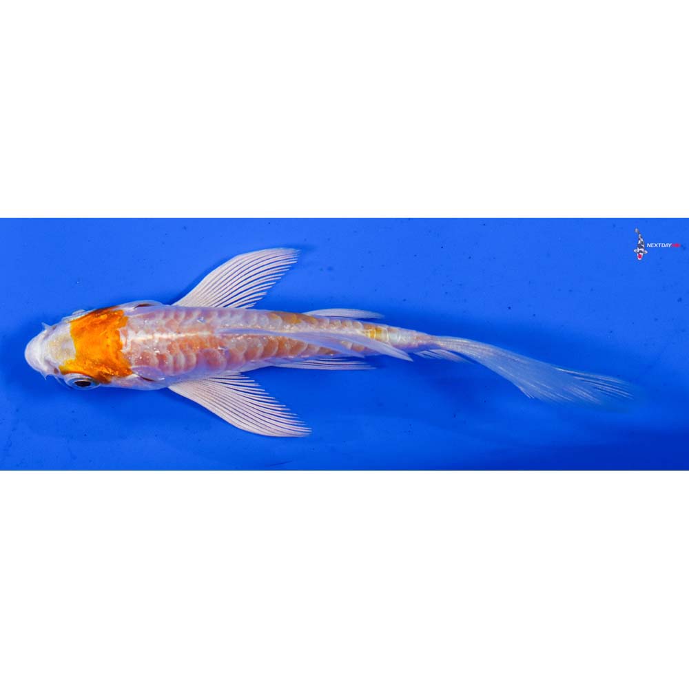 3.5” Imported Armor Scaled Hariwake Butterfly Koi