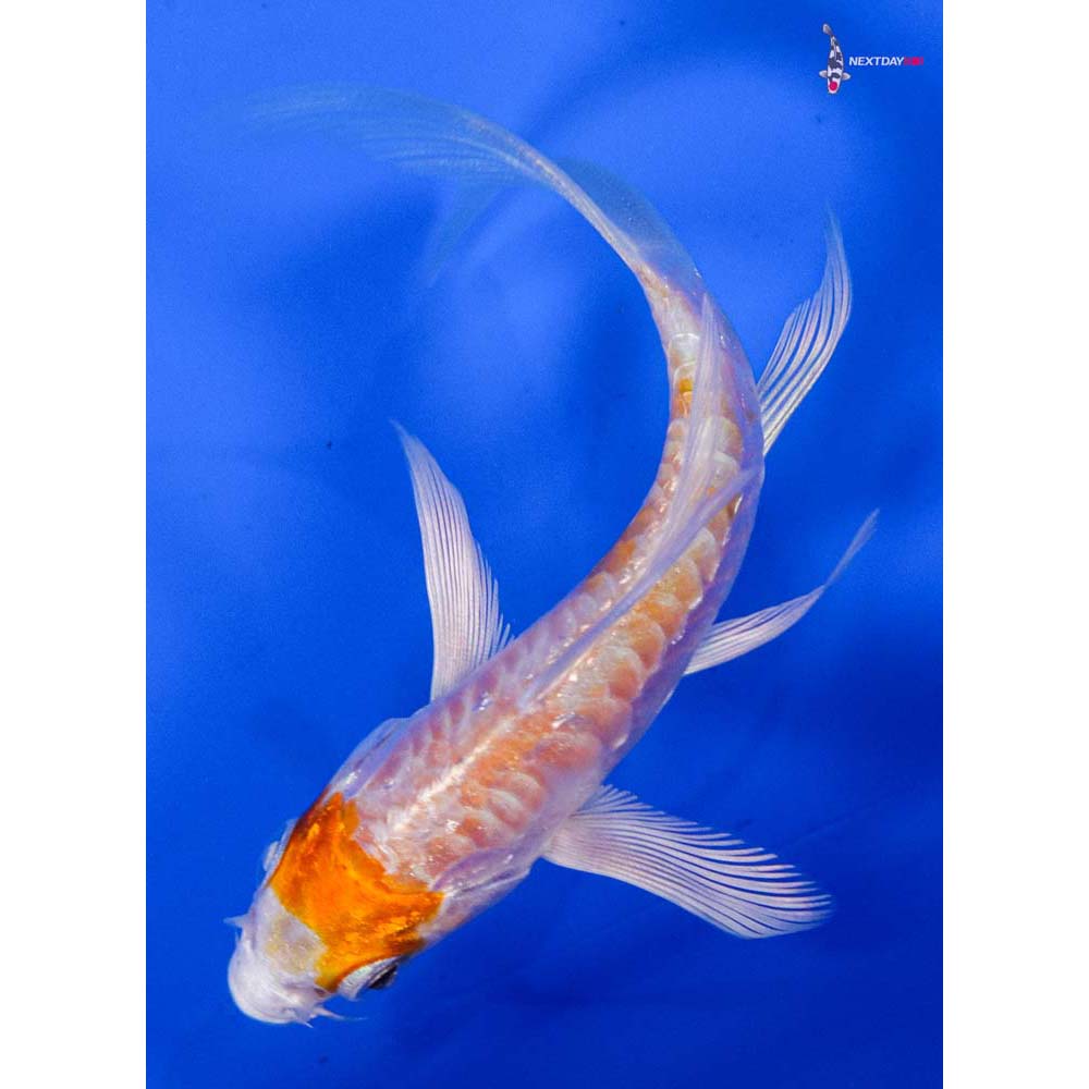 3.5” Imported Armor Scaled Hariwake Butterfly Koi